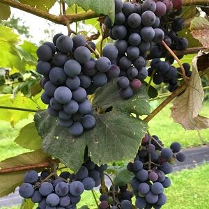 Seeded Grape : CONCORD  2 year old vine