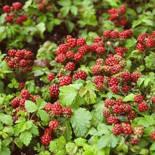 Raspberry Black Jewel 2 yr old cane Whiffletree Farm & Nursery