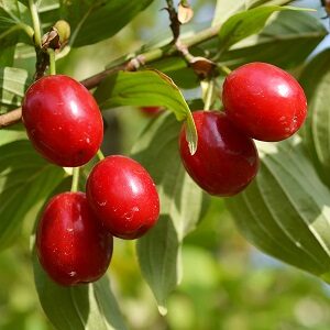 Cherry Cornelian : CORAL BLAZE  90-150cm (3-5') Grafted