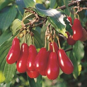 Cherry Cornelian : ELEGANT  90-150cm (3-5') Grafted