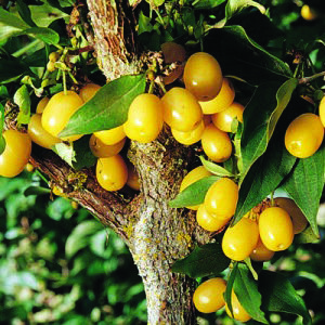 Cherry Cornelian : YELLOW  90-150cm (3-5') Grafted