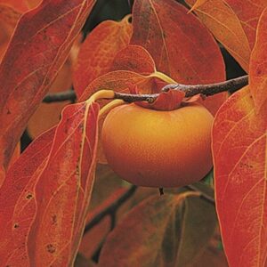 Persimmon : NIKITA'S GIFT  3 gallon pot PICKUP ONLY