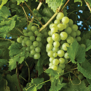 Seedless Grape : HIMROD  2 year old vine