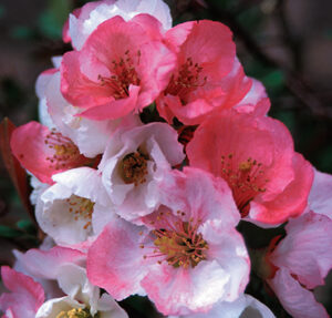 Flowering Quince : TOYO-NISHIKI  3 year old plant