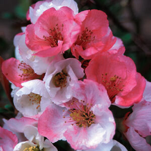 Flowering Quince : TOYO-NISHIKI  3 year old plant