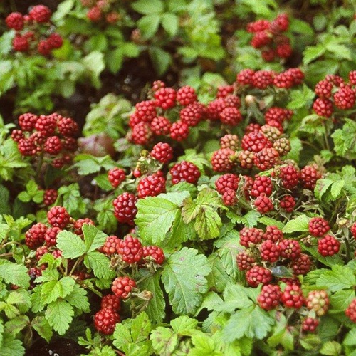 Arctic Raspberry : ANNA 2 ½ " pot