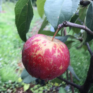 Crabapple - Hewes G935 Small Semi-Dwarf