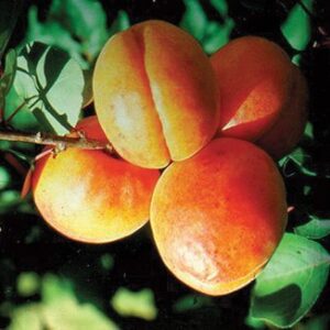 Apricot : HARGLOW  Semi-Dwarf (St. Julien A)