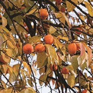 Persimmon : GARRETSON  3 gallon pot PICKUP ONLY