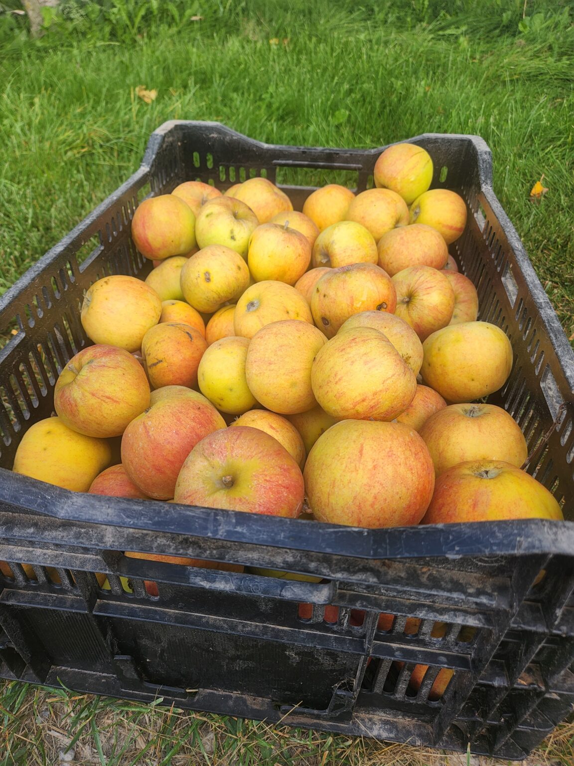 Holstein Apples - Whiffletree Farm & Nursery 