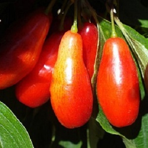 Cherry Cornelian : SUNRISE  90-150cm (3-5') Grafted