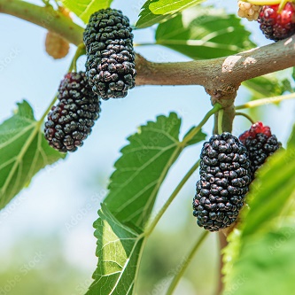 Mulberry : GERARDI   Dwarf  8cm (3 1/4") pot tissue cultured plant