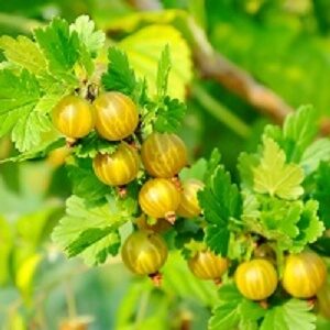 Gooseberry : SHEFFORD  2 year old plant