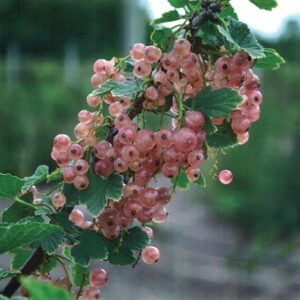 Currant : PINK CHAMPAGNE  1 year old plant