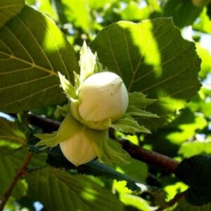 Nut : Hazelnut CARMELA  100-150cm  (3-5')