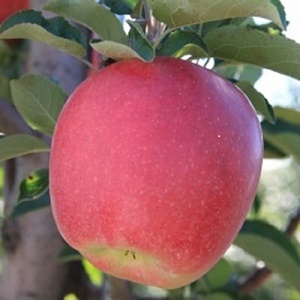 Apple Scionwood : AMBROSIA