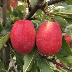 Apple Scionwood : CENTENNIAL