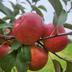 Apple Scionwood : CRIMSON® TOPAZ