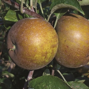 Apple Scionwood : GOLDEN RUSSET