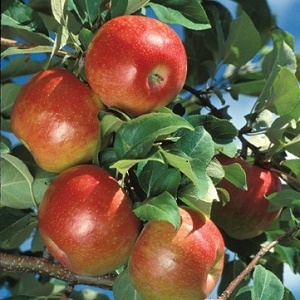 Apple Scionwood : HONEYCRISP