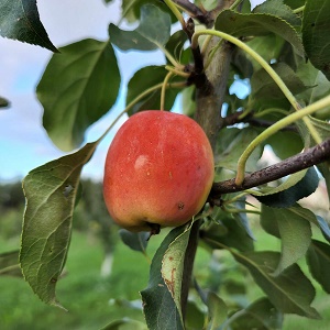 Apple Scionwood : TRAILMAN