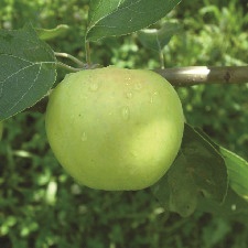 Apple Scionwood : YELLOW TRANSPARENT