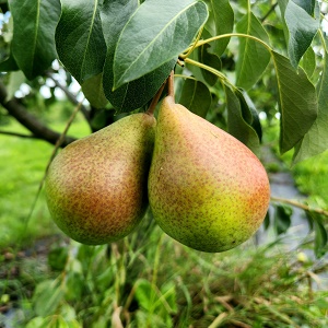 Pear Scionwood : BEURRE GIFFARD