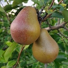 Pear Scionwood : MAGNESS