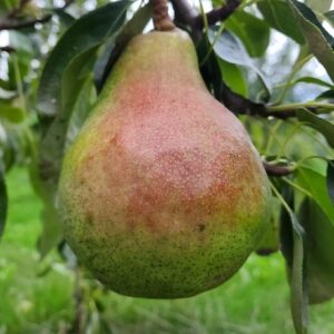 Pear Scionwood : SHENANDOAH