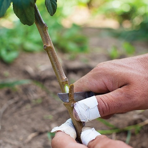 Rootstock : PEAR  OHxF97  (Large Semi-Dwarf) 6mm (1/4")