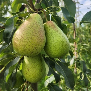 European Pear : PATTEN Semi-Dwarf  (OHxF87)