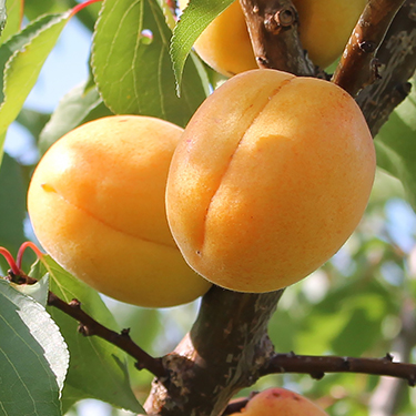 Apricot : JERSEYCOT  Semi-Dwarf  (Marianna 26-24)