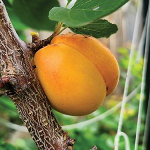 Apricot : PRECIOUS  Semi-Dwarf  (Mustang)