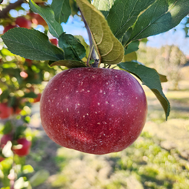 Red-Fleshed Apple : RUBAIYAT Dwarf (B10) (Orchard Grade)