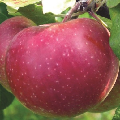 Apple - Schnee apple-sneakers2.jpg