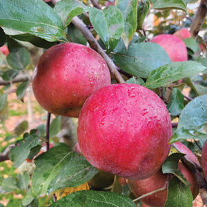 Apple : SNOWSWEET  Large Semi-Dwarf (B118)