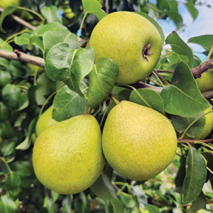 European Pear : COMPTESSE CLARA FRIJS  Semi-Dwarf  (OHxF87)