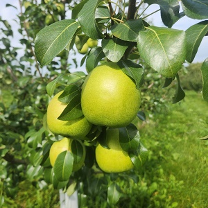 European Pear : NOVA Large Semi-Dwarf  (OHxF97)