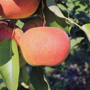 Asian Pear : TAYLOR APPLE PEAR Large Semi-Dwarf (OHxF97)