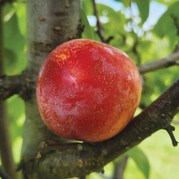 American Hybrid Plum : KAHINTA  Semi-Dwarf  (Mustang) (Orchard Grade)