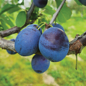 European Plum : MOOERS ARCTIC Semi-Dwarf  (Myrobalan)