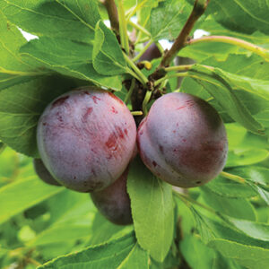 European Plum : OPAL  Semi-Dwarf (Myrobalan)