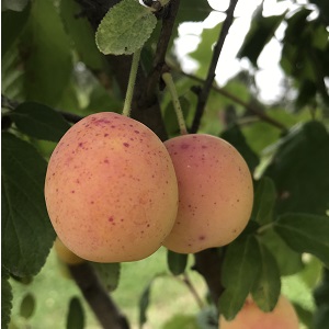 PEARL EUROPEAN PLUM - Semi-Dwarf (Myrobalan), First