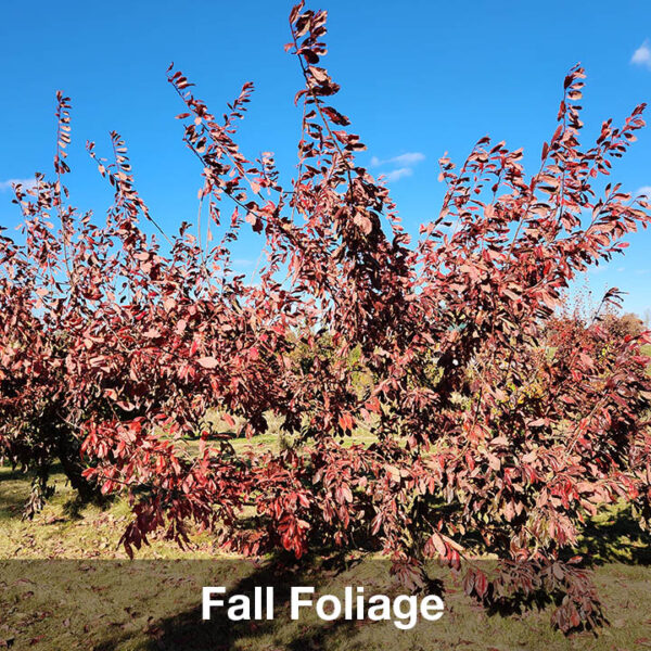 American Hybrid Plum : PURPLE HEART Dwarf (Krymsk 1) (Orchard Grade) - Image 2