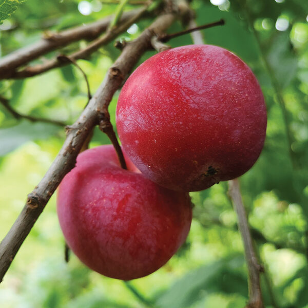 American Hybrid Plum : TOKA  Semi-Dwarf  (Mustang) (Orchard Grade)