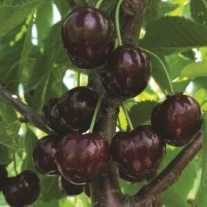 BLACK GOLD™ SWEET CHERRY - Semi-Dwarf (Gisela 6), First