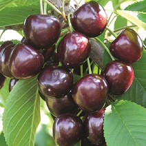 SANDRA ROSE SWEET CHERRY - Semi-Dwarf (Gisela 12), First