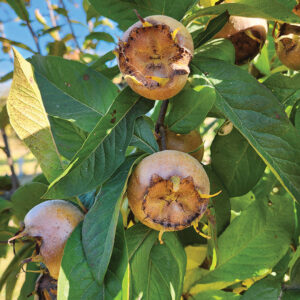 Medlar : BREDA GIANT  Dwarf  (Quince A) (Orchard Grade)