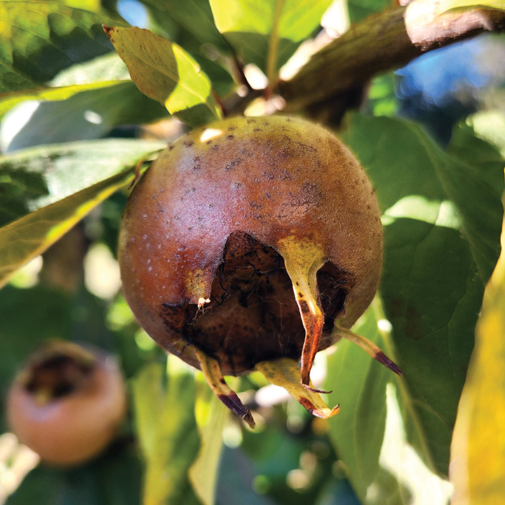 Medlar : ROYAL Dwarf (Quince A) Orchard Grade