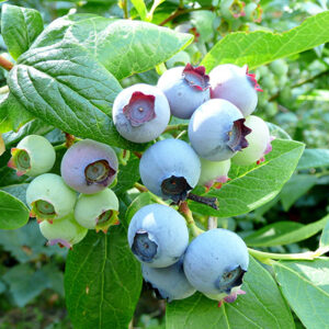 High Bush Blueberry : SWEETHEART  1 gallon pot